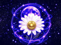 chamomile★カモミール（カモミール）先生画像