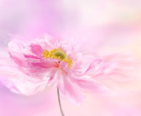 千葉みなみ_flowers先生画像