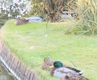 Tomoka Iseyea先生画像